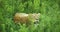 Lioness is sitting in the dense grass.