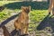 A lioness sitting on the grass and looking straight ahead