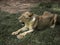 Lioness sitting on grass in zoo. Female lion laying down on floor.