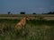 Lioness sitting in the savana  profil photography  Tanzania national park