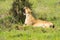 Lioness sitting in the savannah of Nairobi