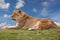 Lioness sitting on top of a hill