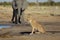 Lioness sitting by a waterhole side view with elephant in the background in Botswana