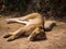 Lioness Sleeping in Dirt