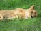 Lioness sleeping in the grass on a nice warm day