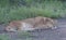 Lioness sleeping on rock, facing right