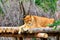 A lioness sleeps peacefully on a platform of wooden logs and basks in the sun