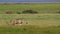 Lioness Slowly Walking Across Field in Kenya
