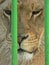 Lioness in small cage. Prisonner. Animal abuse.