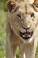 Lioness snarling at camera
