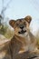 A lioness snarls in Tanzania, Africa