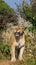 Lioness standing in the bushes. Savannah. National Park. Kenya. Tanzania. Masai Mara. Serengeti.