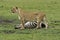 Lioness standing over zebra kill, Kenya