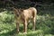 Lioness standing in silent mood on ground.