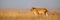 Lioness stands in long grass in profile