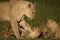 Lioness stands over four playful cubs