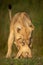 Lioness stands playing with cub on grass