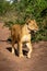 Lioness stands on sandy track lifting paw