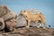 Lioness stands on sunny kopje facing left