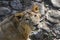 Lioness staring at camera