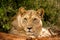 Lioness staring at viewer