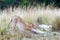 Lioness Stretching in Africa Grassland