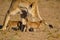 Lioness struggles to keep her lion cubs under control