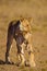 Lioness struggles to keep her lion cubs under control