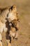 Lioness struggles to keep her lion cubs under control in the Kgalagadi Park