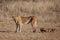 Lioness struggles to keep her lion cubs under control in the Kgalagadi Park