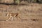 Lioness struggles to keep her lion cubs under control in the Kgalagadi Park