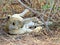 Lioness taking a break