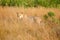 Lioness in Tall Grass, Kruger National Park