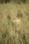 Lioness in tall grasses, Serengeti, Tanzania