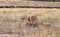 Lioness and three cub. Savanna of Masai Mara, Kenya