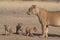 Lioness with three cubs