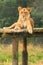 Lioness on top of a wooden climbing frame