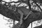 Lioness tree climbing Serengeti - Lion black and white bnw