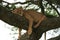 Lioness tree climbing Serengeti - Lion Safari Portrait