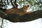 Lioness tree climbing Serengeti - Lion Safari Portrait