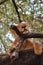 A lioness in a tree in Lake park, Tanzania.