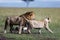Lioness trying to get her mate's attention during mating season in a wildlife preserve in Kenya
