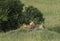 Lioness and two cubs on a mount at Masai Mara Game Reserve,Kenya,