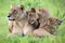 A lioness with two cubs are seen in Okavango Delta Botswana Africa
