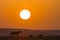 Lioness and two cubs at Sunrise