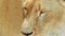 Lioness Ultra Close-up