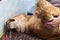 A lioness under anesthesia in a veterinary clinic