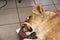 A lioness under anesthesia in a veterinary clinic