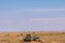 Lioness view by tourist in the Landcruiser Toyota vehicle van in the rough road at the Maasai Mara National Game Reserve park rift