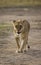 Lioness walking along the road in the national park. Kenya. Tanzania. Maasai Mara. Serengeti.